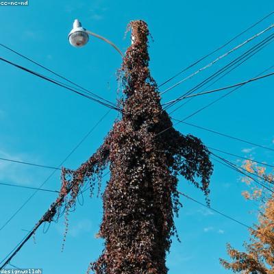 噗噗在线推特