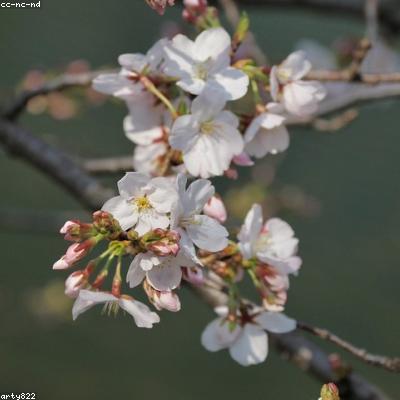 久艹香蕉色